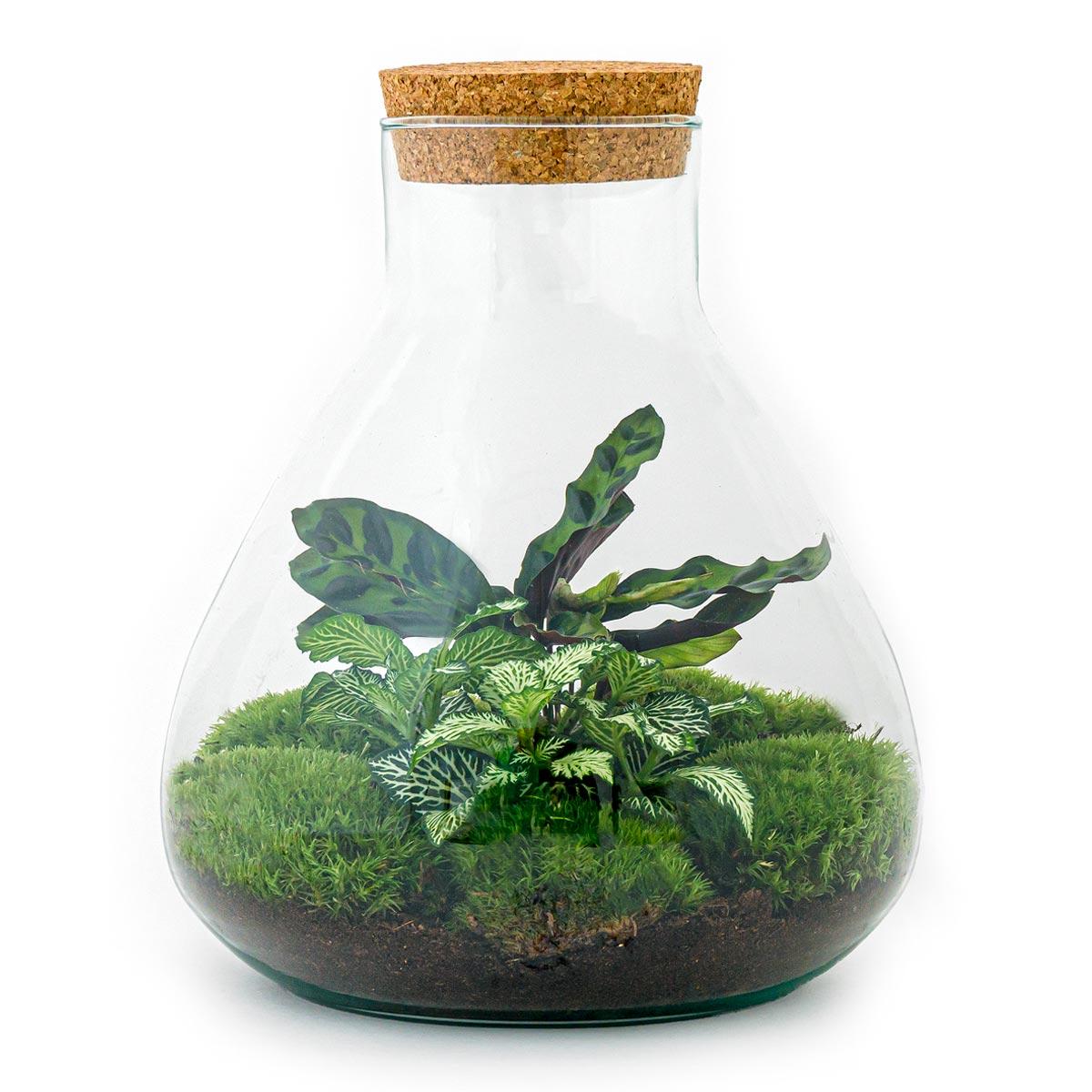 DIY terrarium - Sammie Calathea - ↕ 27 cm - Rake + Shovel