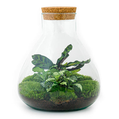 DIY terrarium - Sammie Calathea - ↕ 27 cm - Rake + Shovel
