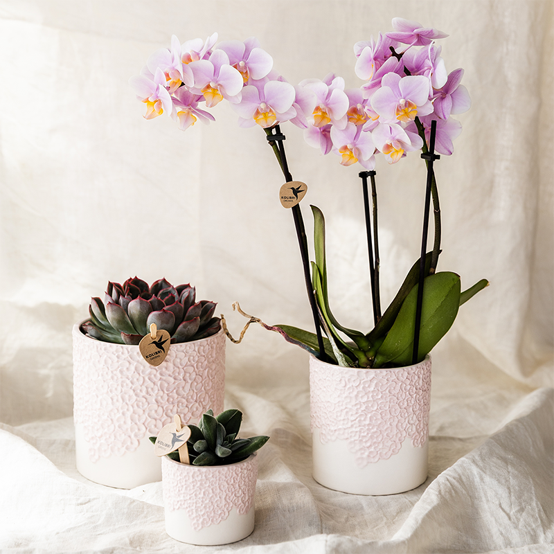Kolibri Company | Combi deal | Bloom sierpot roze – set 6 cm + 9 cm + 12 cm