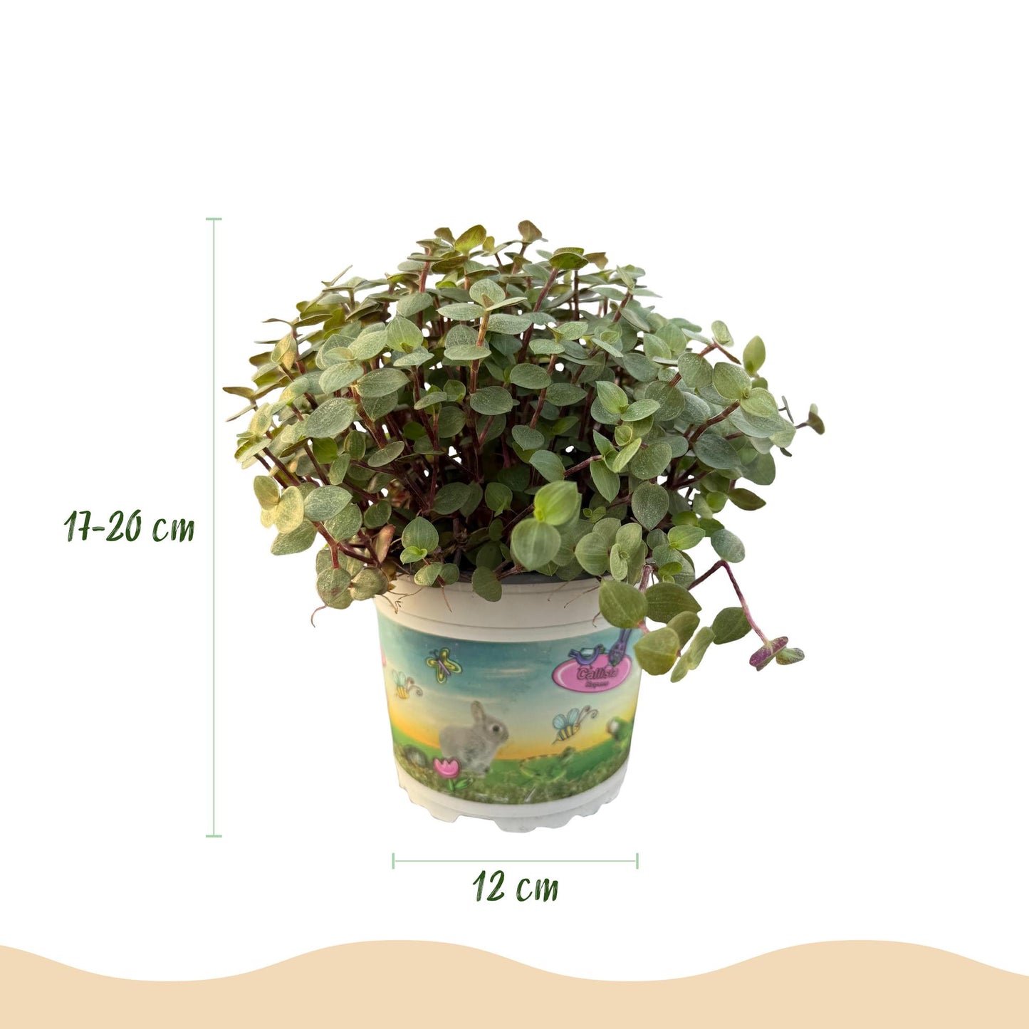 Green boutiQ - Kamerplant - Calissia repens - Kattengras - Huisdiervriendelijk - Groen - 1 Plant - met Potter Wit - Pot 12cm - Hoogte 17-20cm