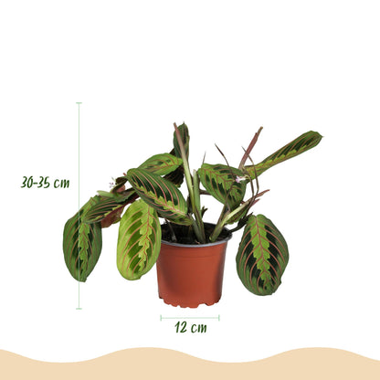 Green boutiQ - Kamerplant - Maranta Fascinator Tricolour - Gebedsplant - Huisdiervriendelijke Plant - Groen - 4 Planten - met Mand - Pot 12cm - Hoogte 25cm