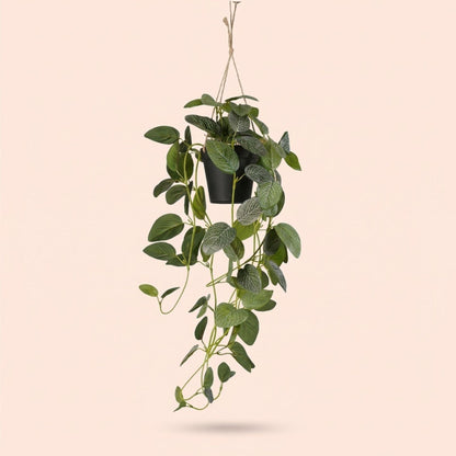 Fittonia - hangplant in pot - 70 cm - Kunstplant