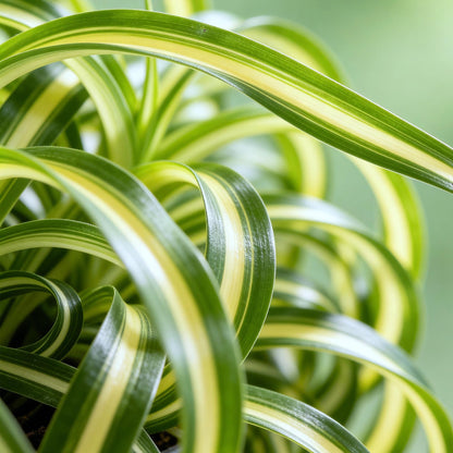 Green boutiQ - Kamerplant - Chlorophytum comosum Bonnie - Krullende Graslelie - Huisdiervriendelijke Plant - Groen - 2 Planten - met Potter Grijs - Pot 12cm - Hoogte 20cm