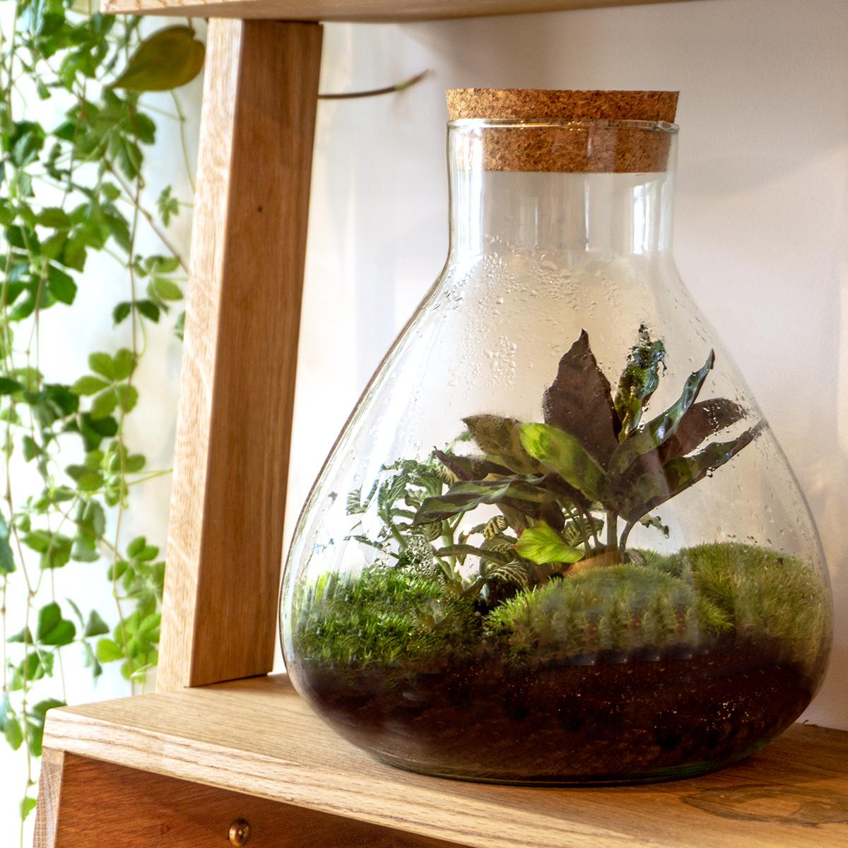 DIY terrarium - Sammie Calathea - ↕ 27 cm - Rake + Shovel