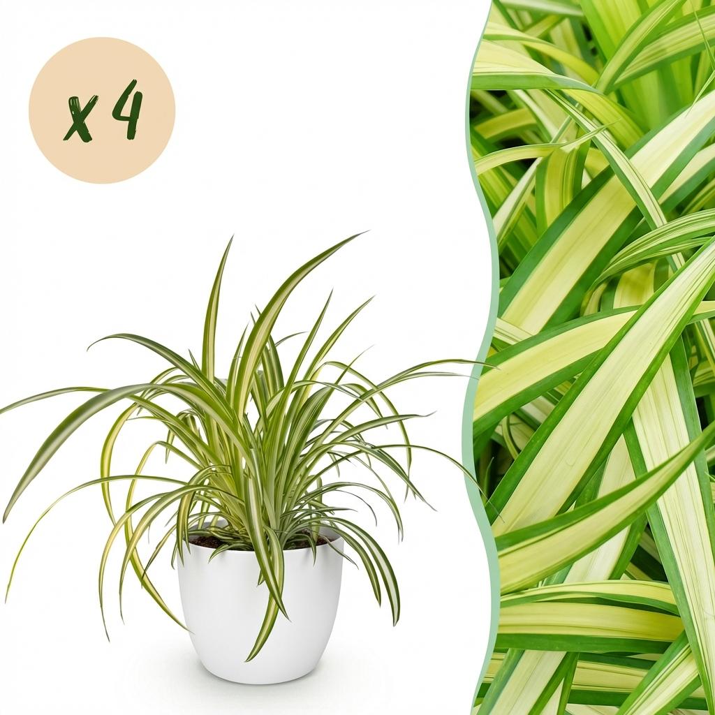 Green boutiQ - Kamerplant - Chlorophytum comosum Variegatum - Bonte Graslelie - Huisdiervriendelijke Plant - Groen - 4 Planten - met Potter Wit - Pot 12cm - Hoogte 20cm