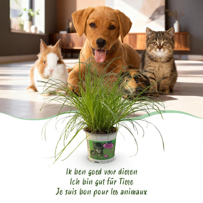 Green boutiQ - Kamerplant - Cyperus alternifolius Zumula - Kattengras - Huisdiervriendelijke Plant - Groen - 4 Planten - met Potter Grijs - Pot 12cm - Hoogte 20cm