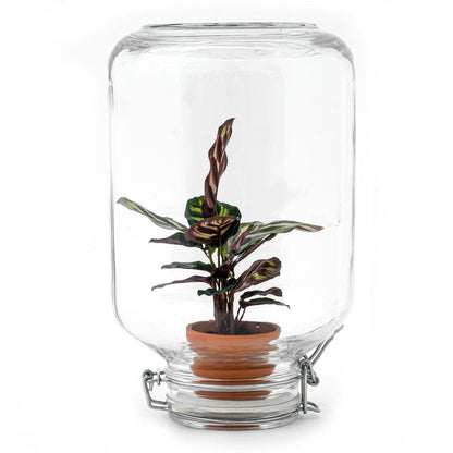 Easyplant - Calathea makoyana - Ø 18 cm ↑ 28 cm
