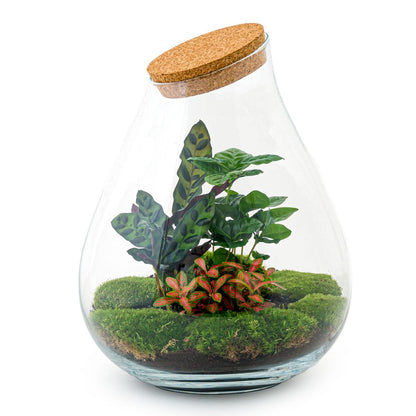 DIY Planten terrarium - Drop XL Palm - Ø 24 cm ↑ 37 cm - Rake + Shovel + Tweezer + Scissors