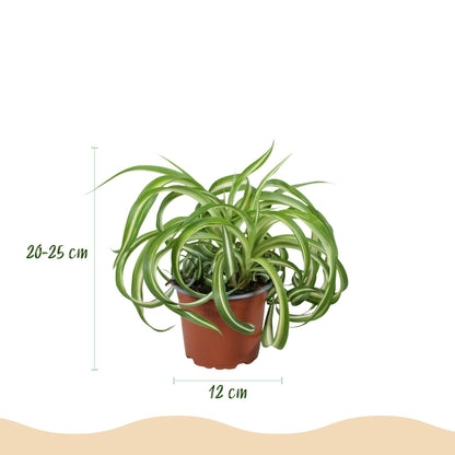 Green boutiQ - Kamerplant - Chlorophytum comosum Bonnie - Krullende Graslelie - Huisdiervriendelijke Plant - Groen - 2 Planten - met Mand - Pot 12cm - Hoogte 20cm