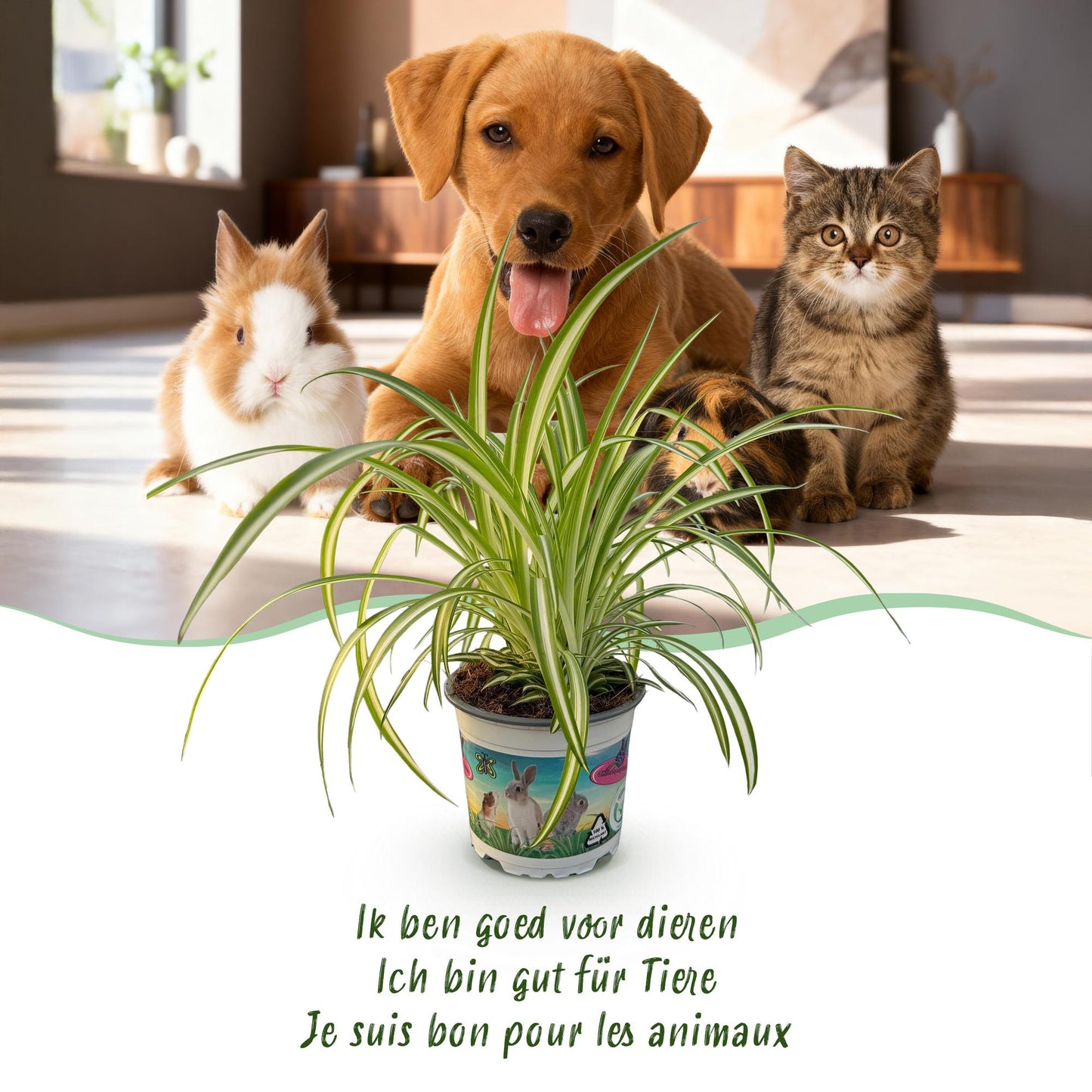 Green boutiQ - Kamerplant - Chlorophytum comosum Variegatum - Bonte Graslelie - Huisdiervriendelijke Plant - Groen - 4 Planten - met Potter Wit - Pot 12cm - Hoogte 20cm