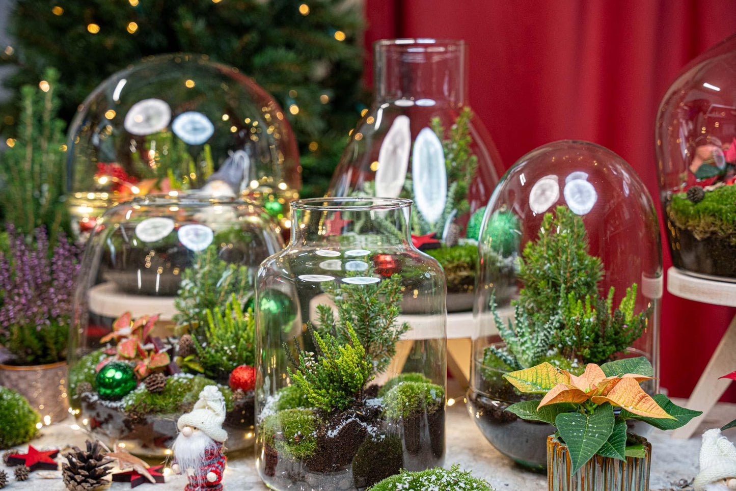 Holly Christmas terrarium - Bottle garden DIY kit - Ø 29 cm ↑ 30