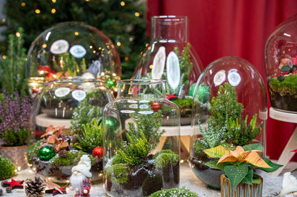 Holly Christmas terrarium - Bottle garden DIY kit - Ø 29 cm ↑ 30