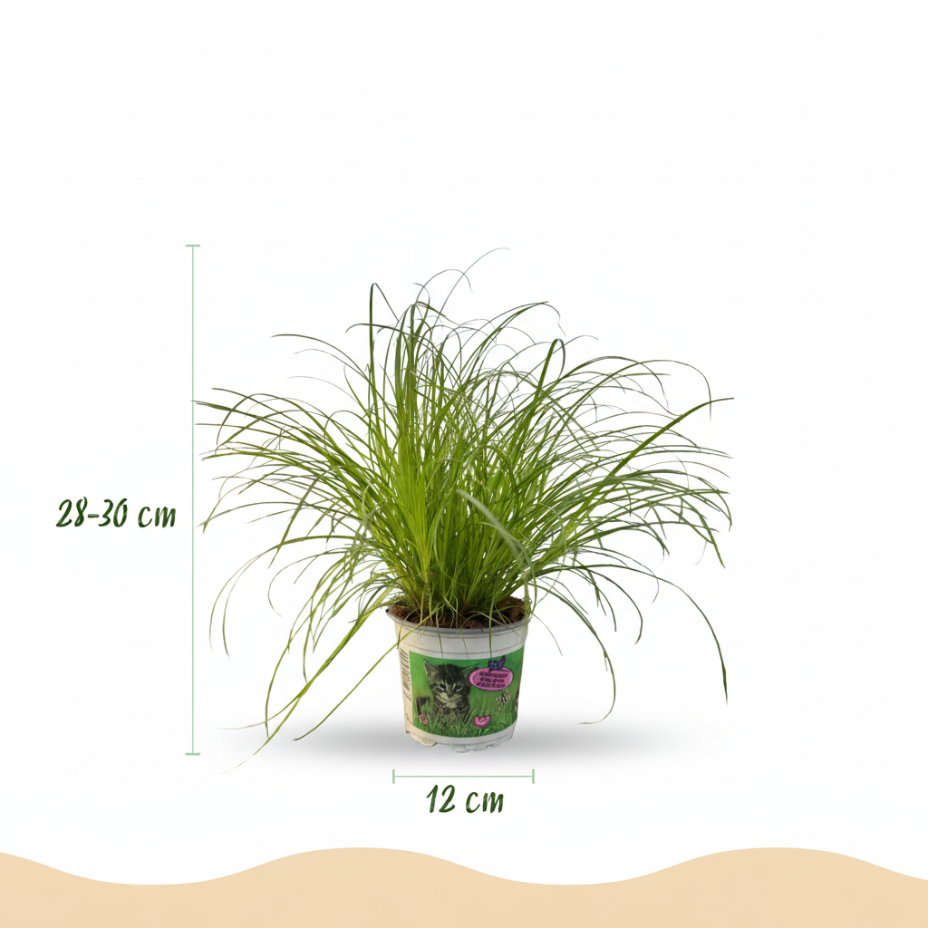 Green boutiQ - Kamerplant - Cyperus alternifolius Zumula - Kattengras - Huisdiervriendelijke Plant - Groen - 1 Plant - met Potter Grijs - Pot 12cm - Hoogte 20cm