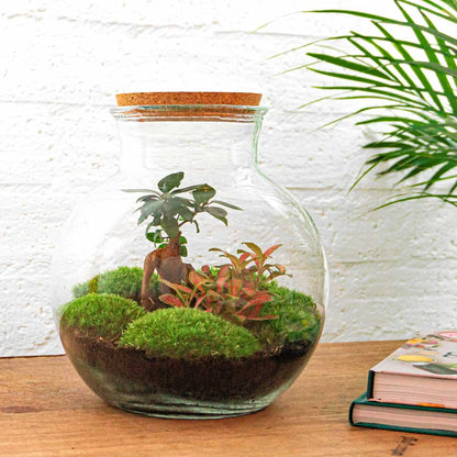 DIY Planten terrarium (met licht) - Teddy Bonsai - Ø 25 cm ↑ 26,5 cm - Rake + Shovel