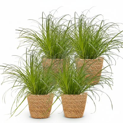 Green boutiQ - Kamerplant - Cyperus alternifolius Zumula - Kattengras - Huisdiervriendelijke Plant - Groen - 4 Planten - met Mand - Pot 12cm - Hoogte 20cm
