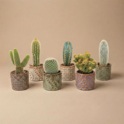 Cactus Set van 6 in Keramische Mini Potjes Madrid -  ↑ 8–12 cm