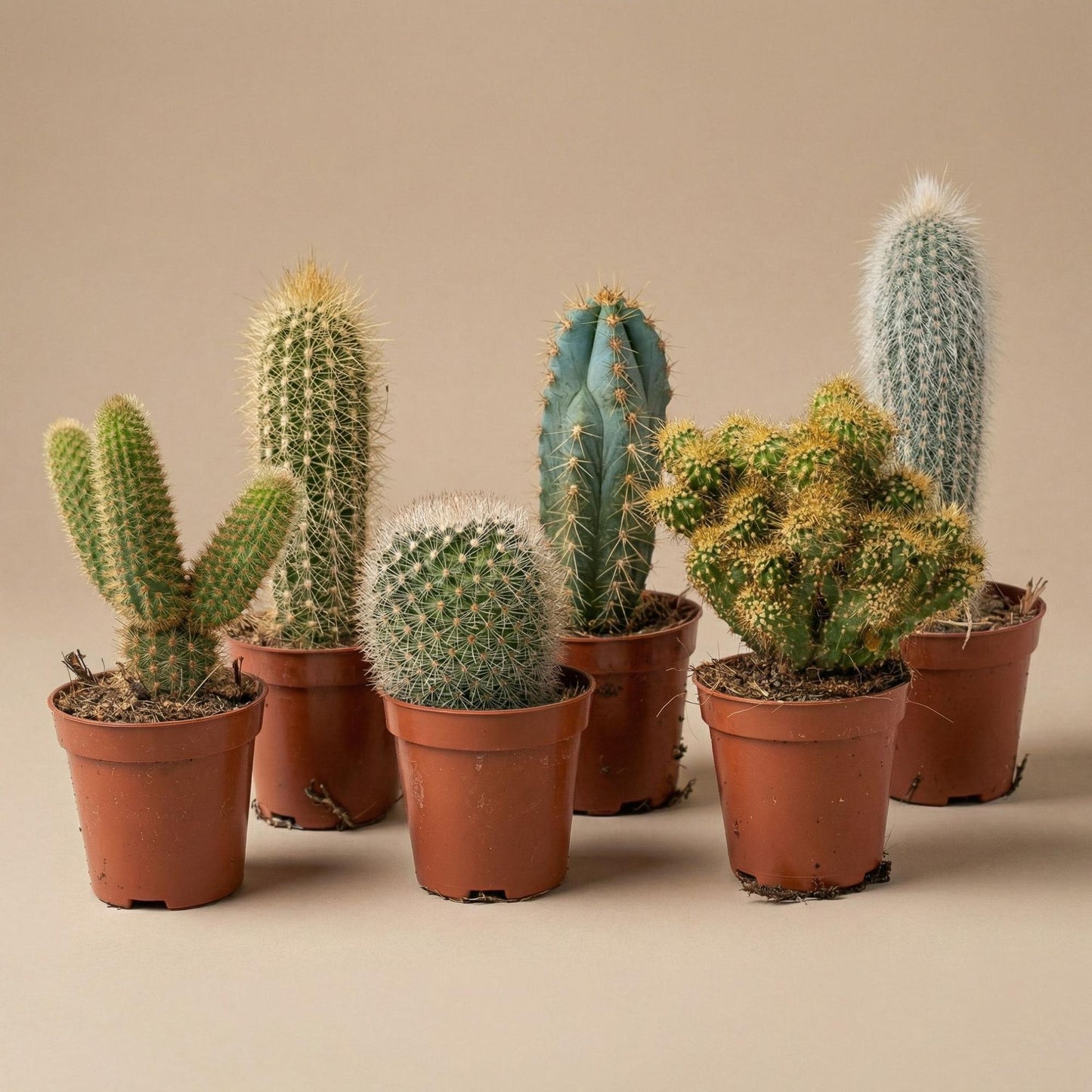 Cactus Set van 6 in Keramische Mini Potjes San Juan -  ↑ 8–12 cm