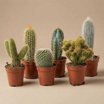 Cactus Set van 6 in Keramische Mini Potjes San Juan -  ↑ 8–12 cm