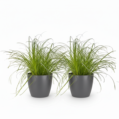 Green boutiQ - Kamerplant - Cyperus alternifolius Zumula - Kattengras - Huisdiervriendelijke Plant - Groen - 2 Planten - met Potter Grijs - Pot 12cm - Hoogte 20cm