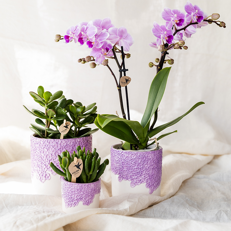Kolibri Home | Bloom sierpot - Lila - Ø9cm